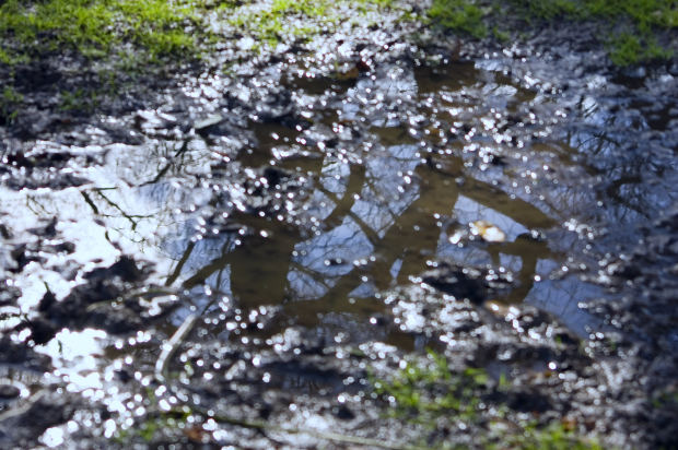 lawn water line leak puddle